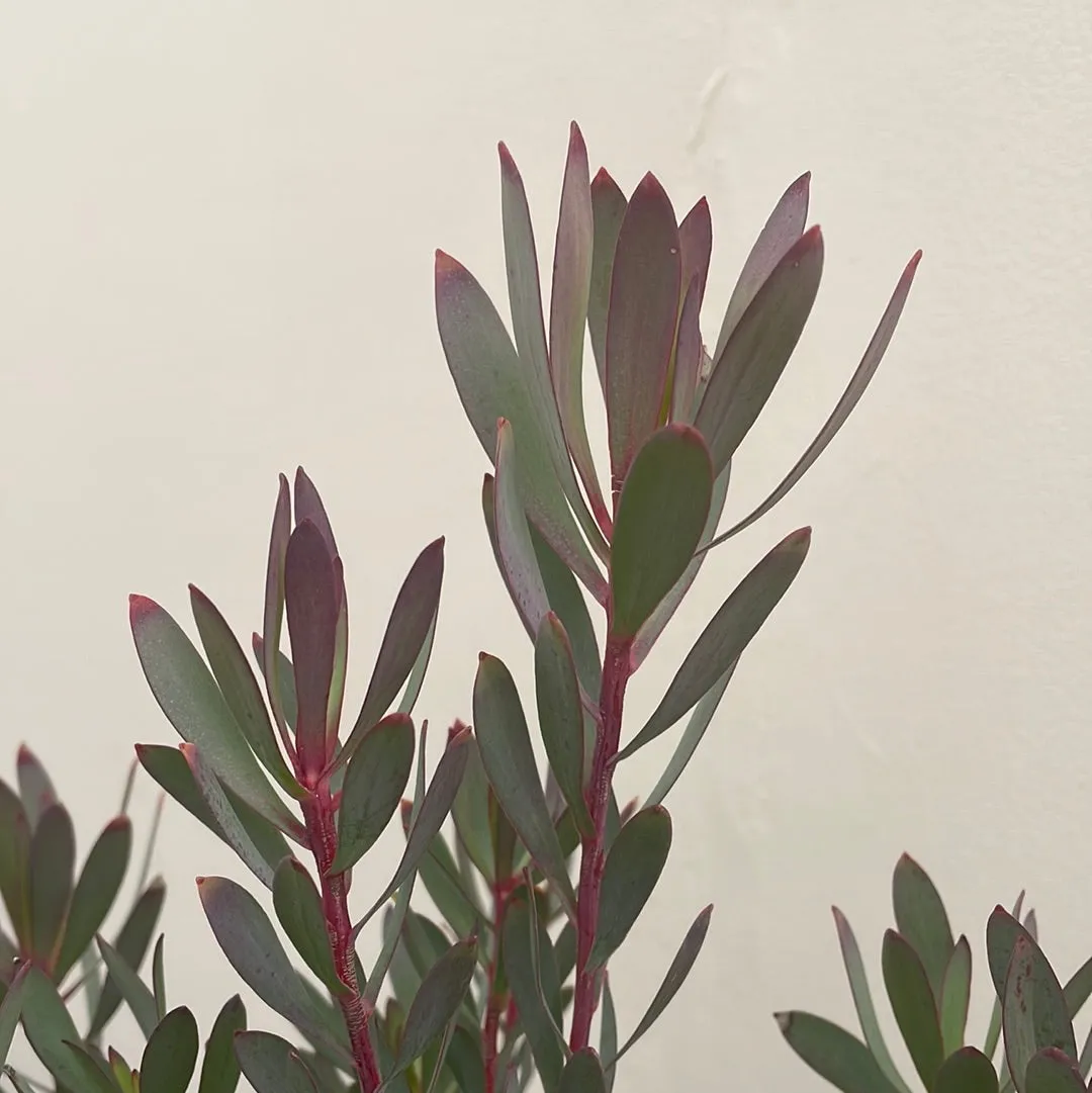 Leucadendron Winter Red