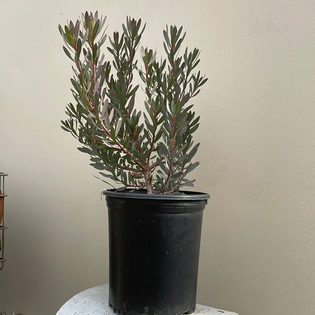 Leucadendron Winter Red