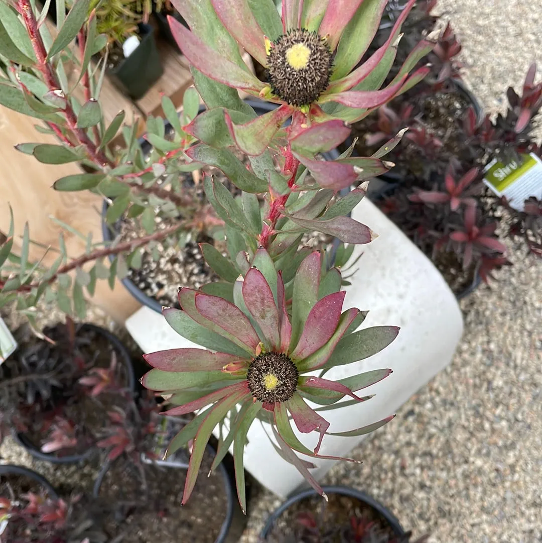 Leucadendron Winter Red