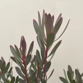 Leucadendron Winter Red